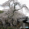 しだれ桜