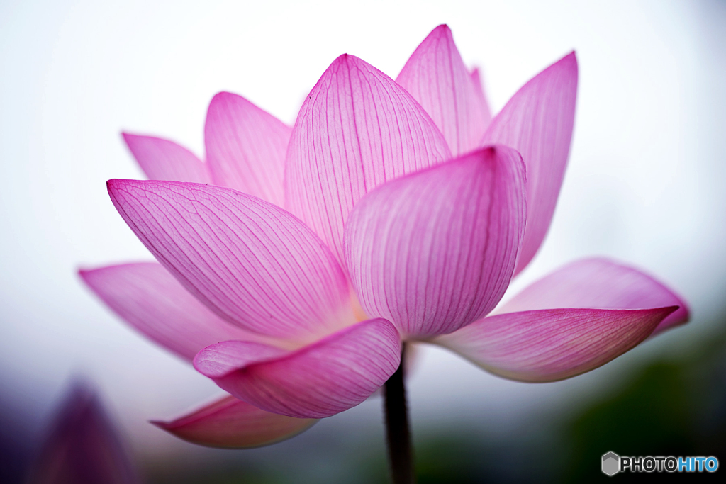天上の花