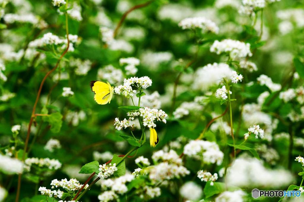 ソバとキタキチョウ