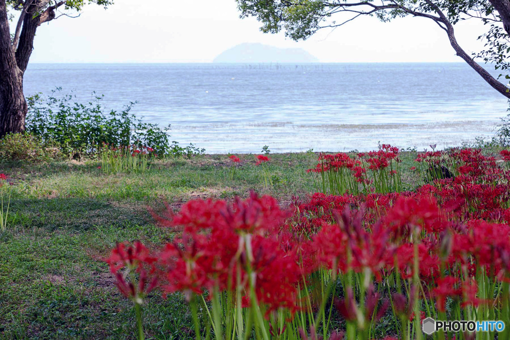 彼岸花の咲く風景7