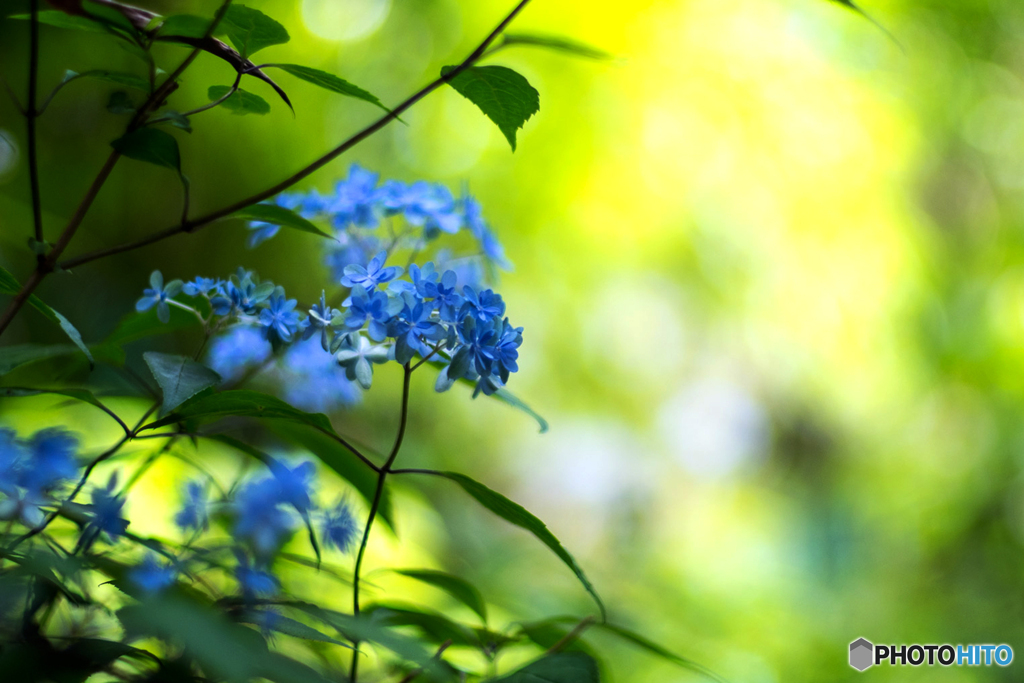 紫陽花