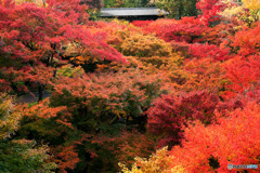 京都紅葉便り ⑦