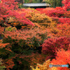 京都紅葉便り ⑦