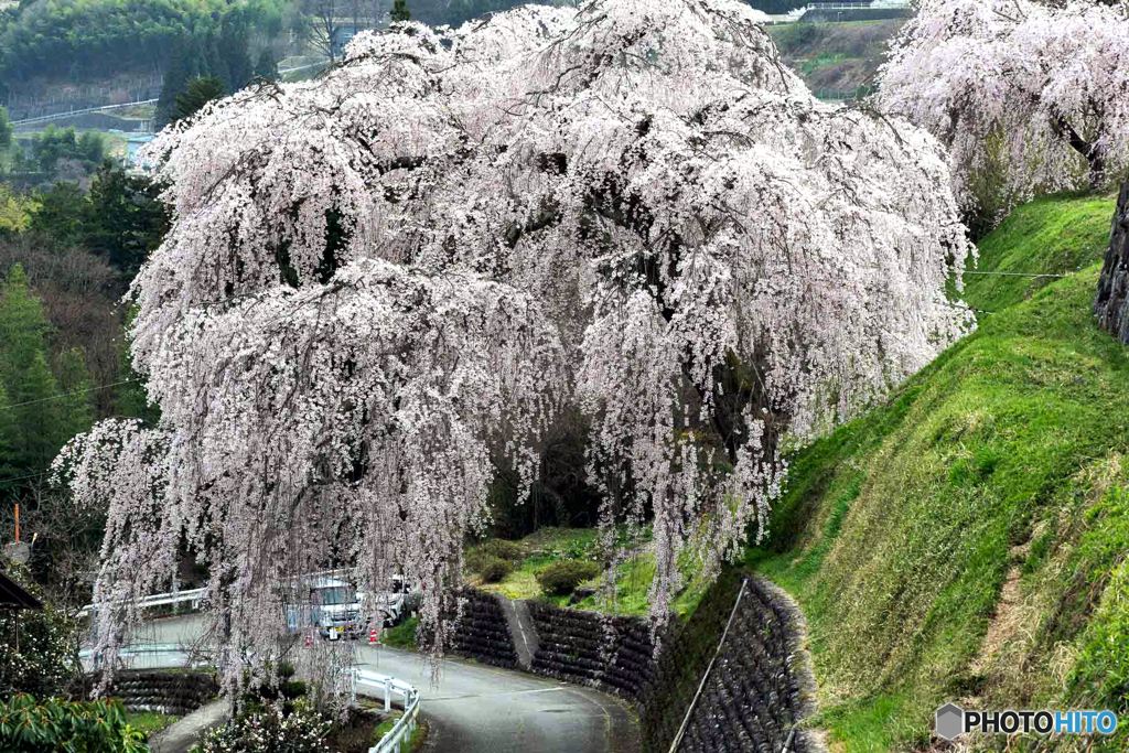 岩太郎のしだれ桜