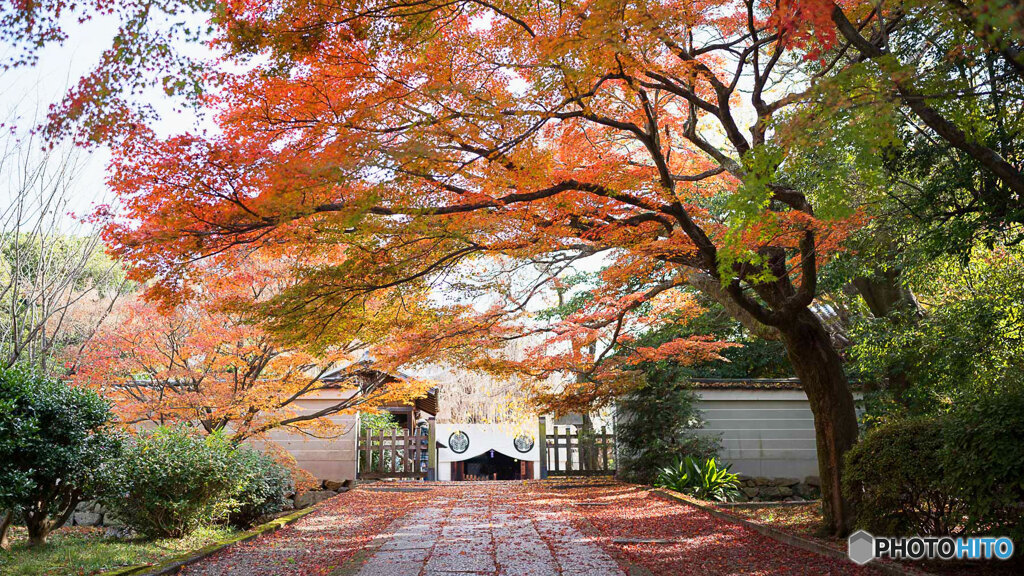 京都紅葉狩り ①