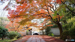 京都紅葉狩り ①