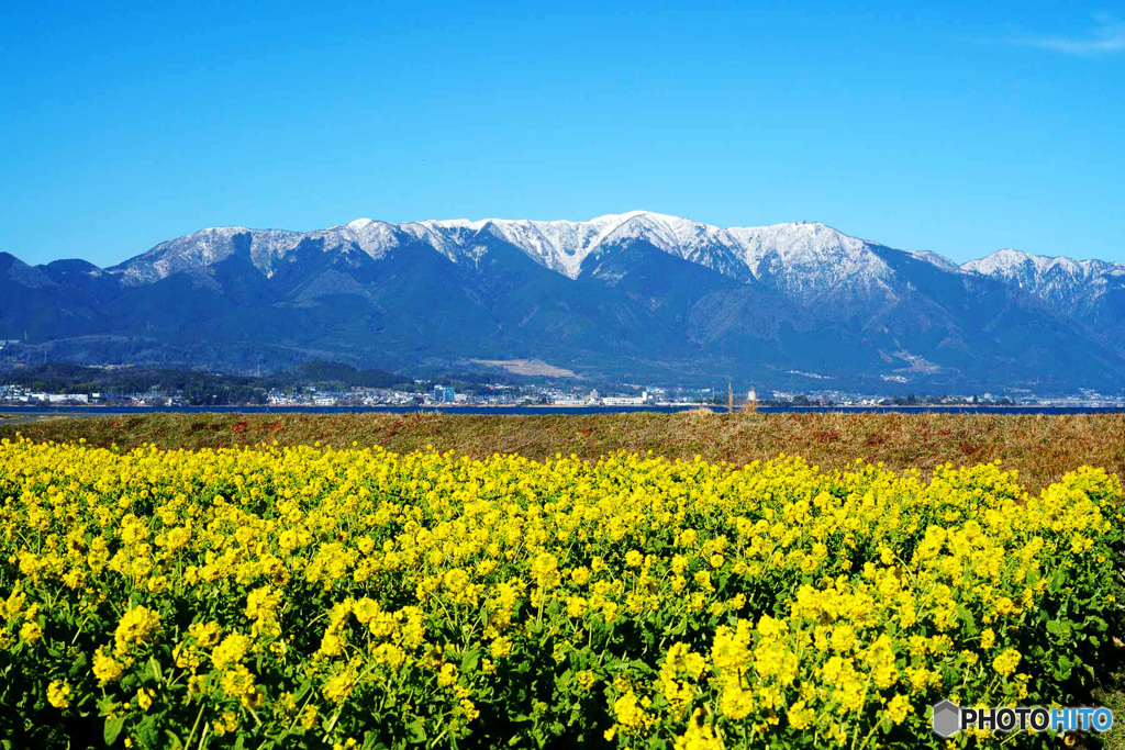 菜の花と比良山
