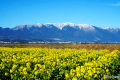 菜の花と比良山