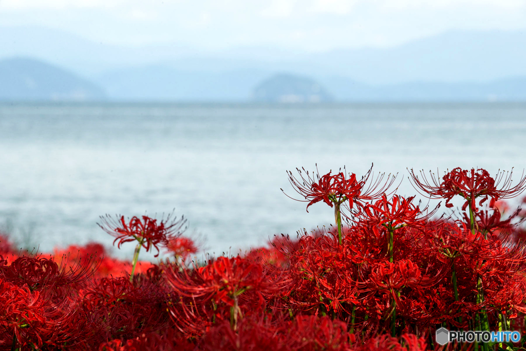 湖岸に咲く曼珠沙華