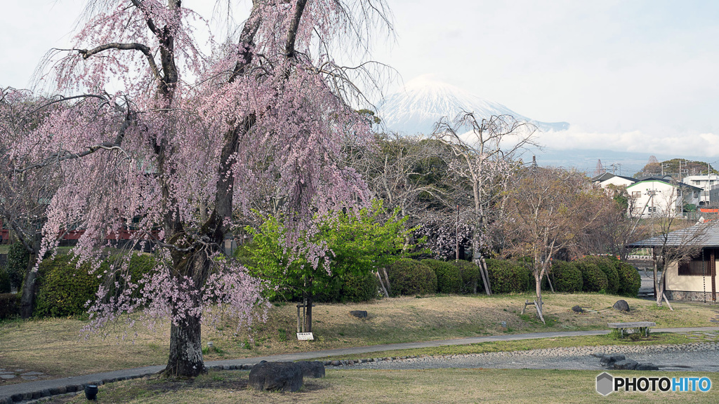 しだれ桜と富士山