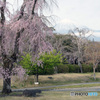 しだれ桜と富士山