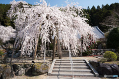 しだれ桜