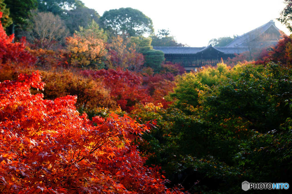 京都紅葉便り