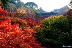 京都紅葉便り