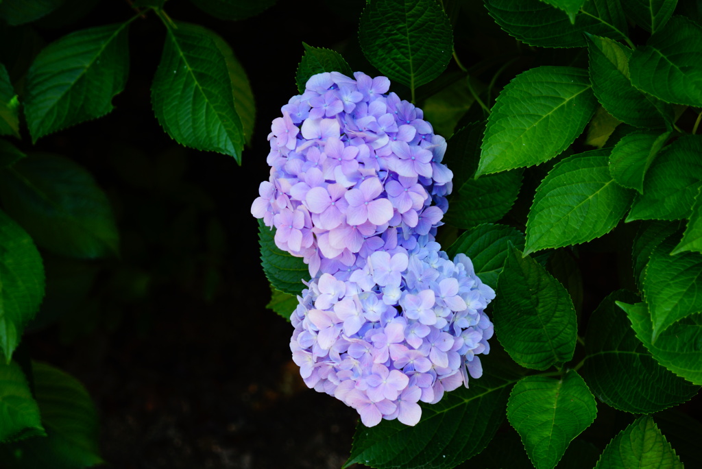 紫陽花