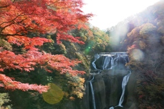 日本三名瀑　袋田の滝の紅葉