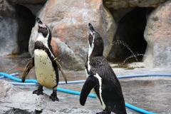 求愛ペンギン
