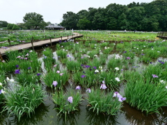 季節には季節の花咲く日常