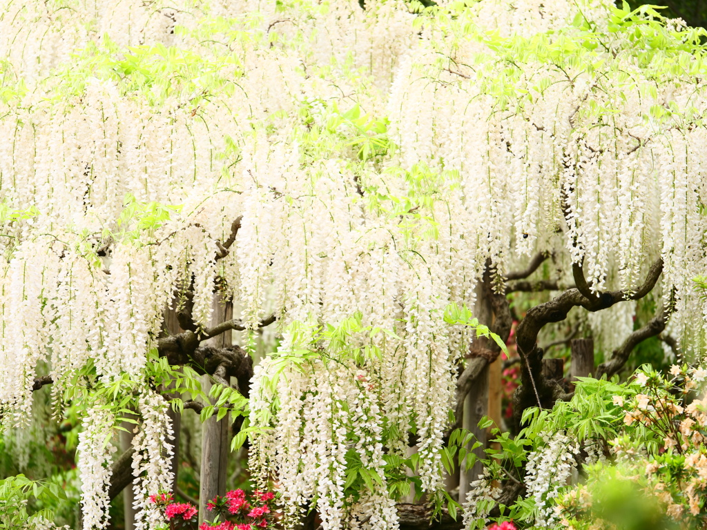 藤波の花は