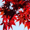 Autumn's  Percussion