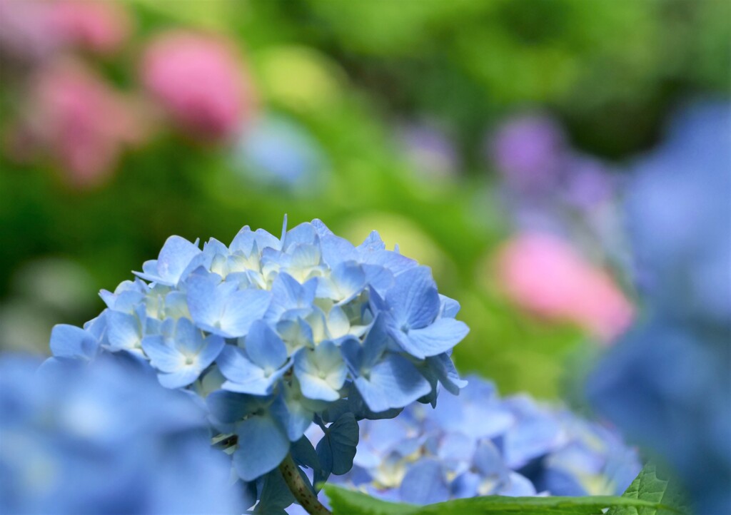 花のように しずかに