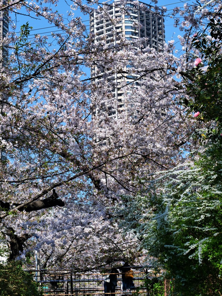 春高楼の