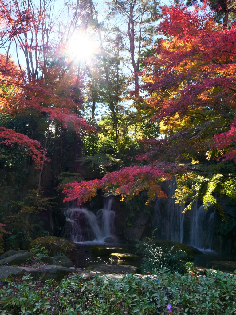 晩秋の陽