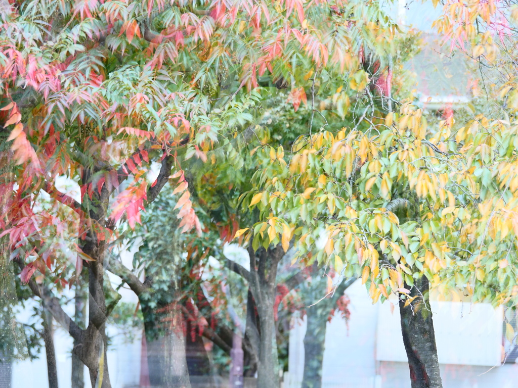 ときめいてさんざめき