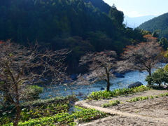 奥多摩の秋