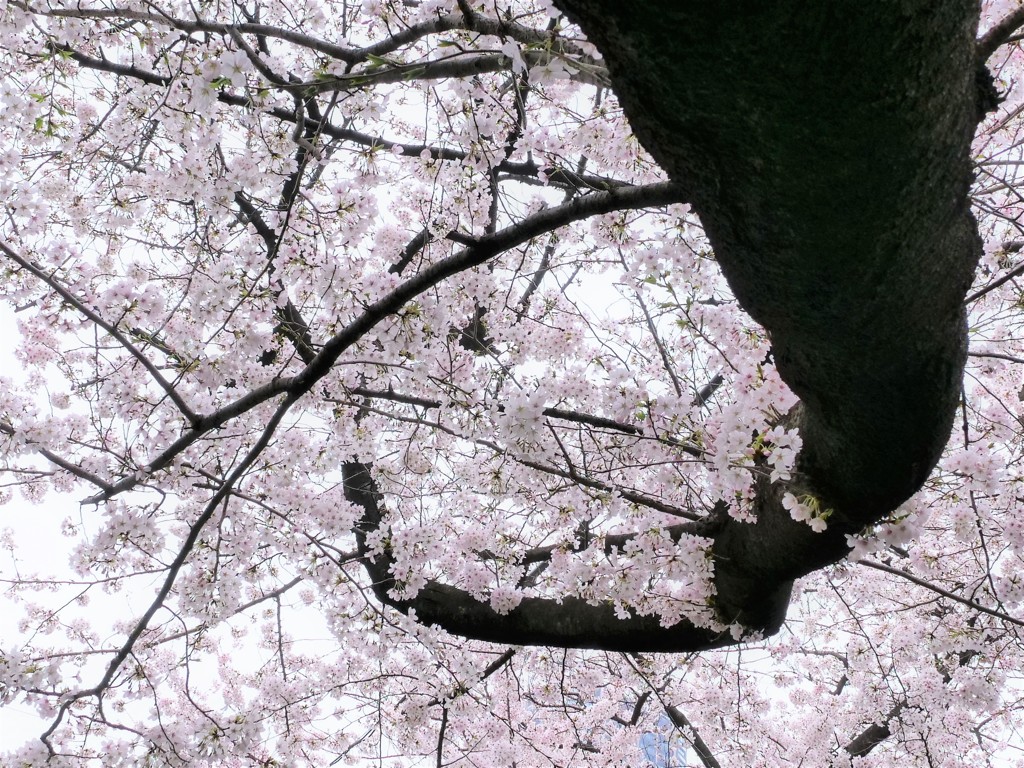 春色無高下　花枝自短長