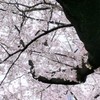 春色無高下　花枝自短長