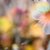 いのち、華やぐ