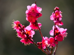 武蔵野の春