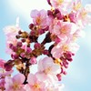夢もこの世もまぼろしも
