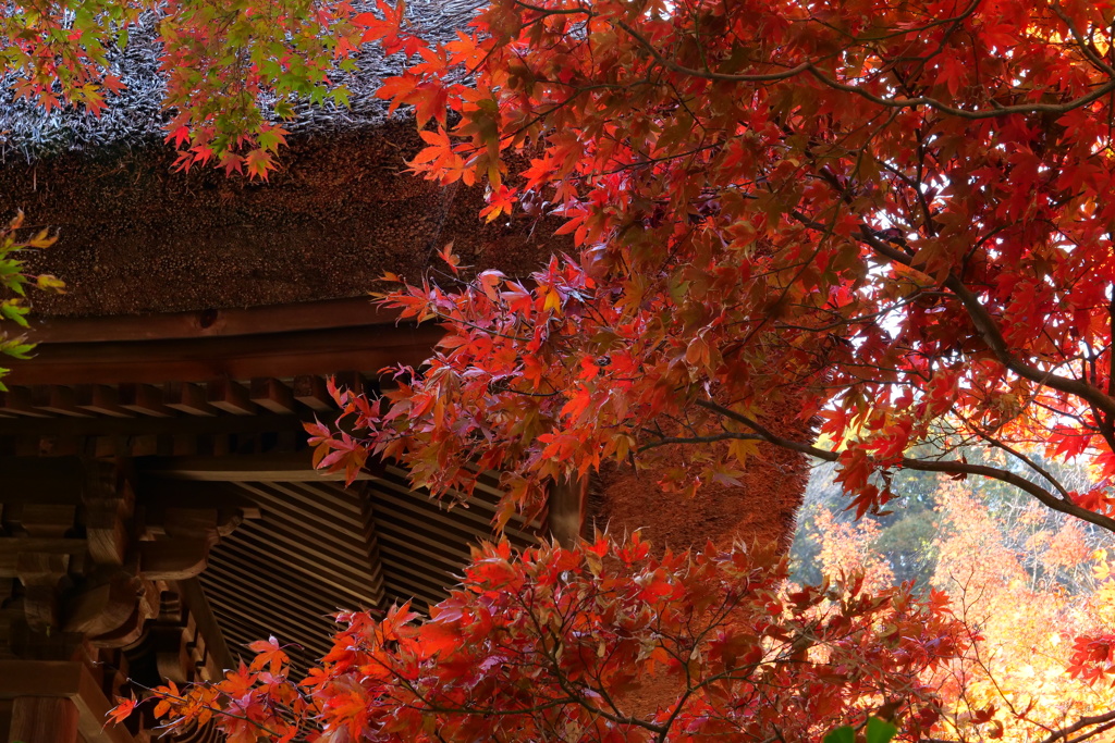 山の紅葉へ