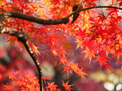もみじ葉は深い紅