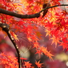 もみじ葉は深い紅