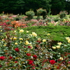 薔薇の咲き終える頃に。