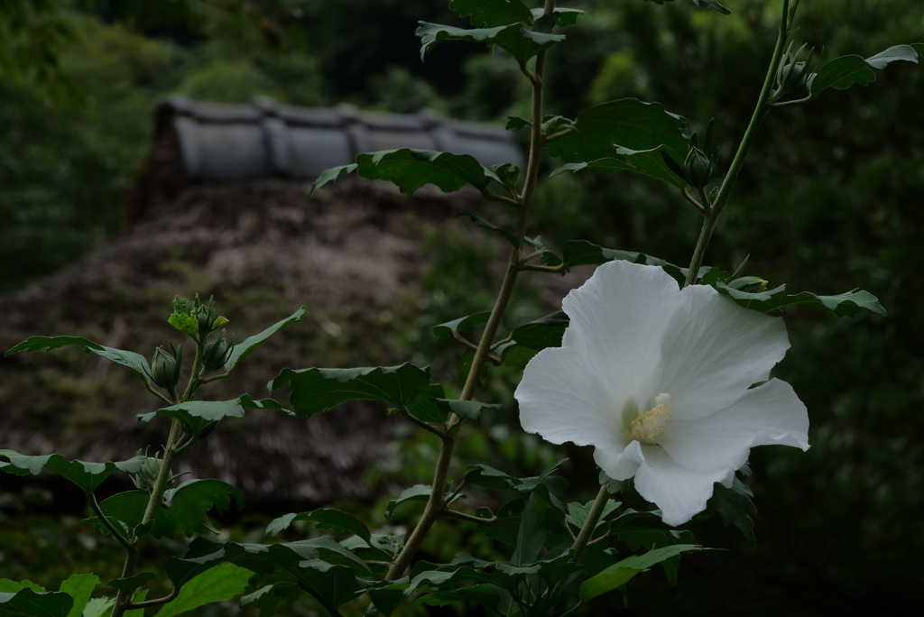 木槿おもへば