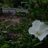 木槿おもへば