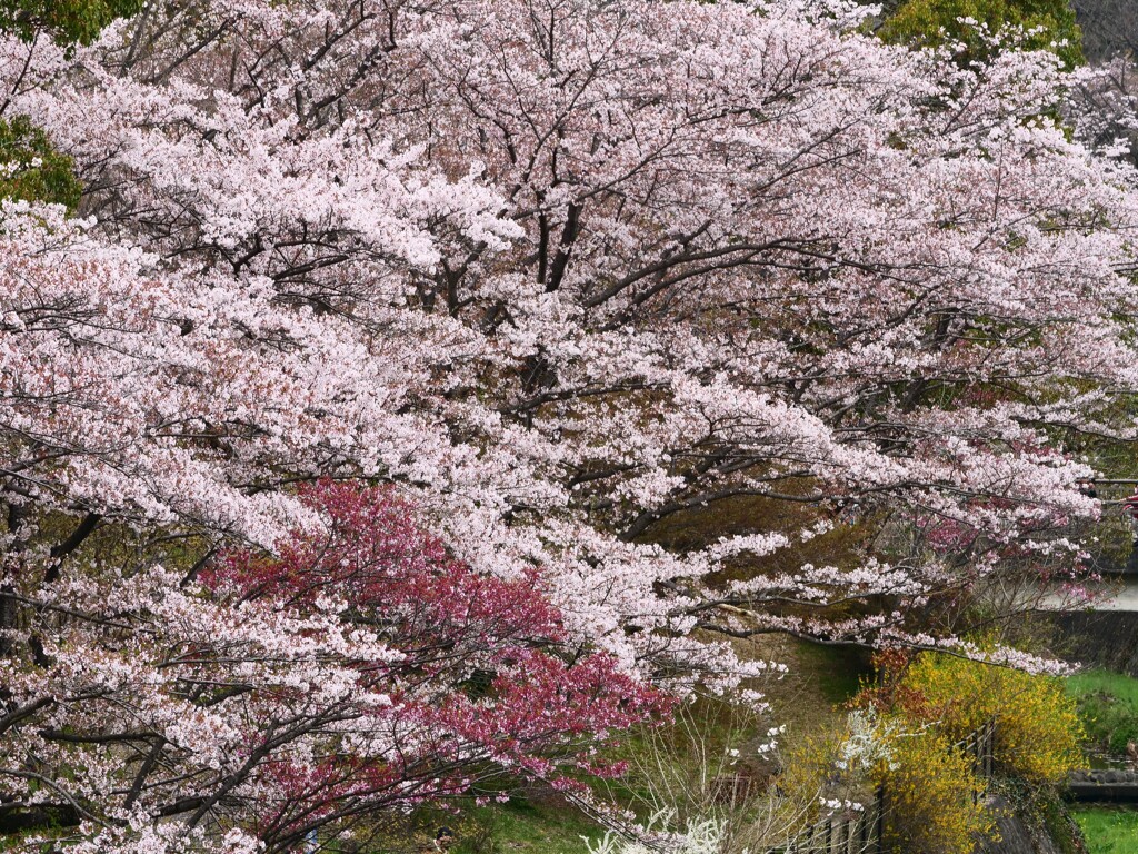 春彩