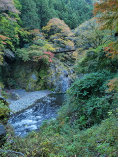 渓流、ときどき紅葉
