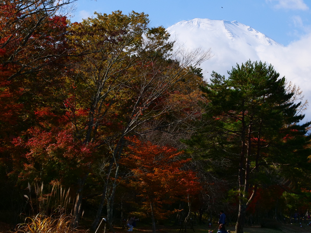 紅葉を抱く