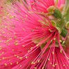 春の花火