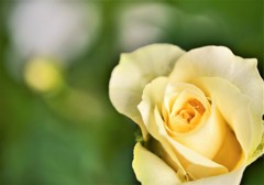 薔薇二曲　二