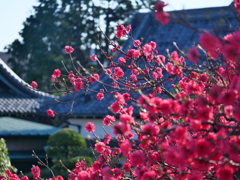 日日是好日