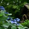 枯れ梅雨の花