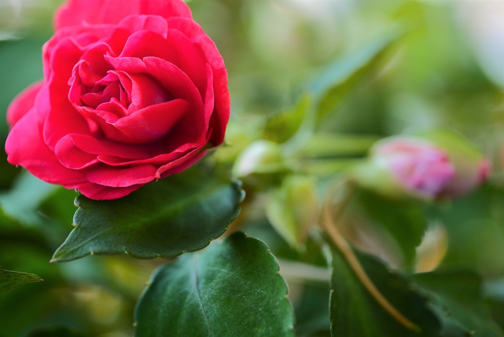 夏に咲く薔薇