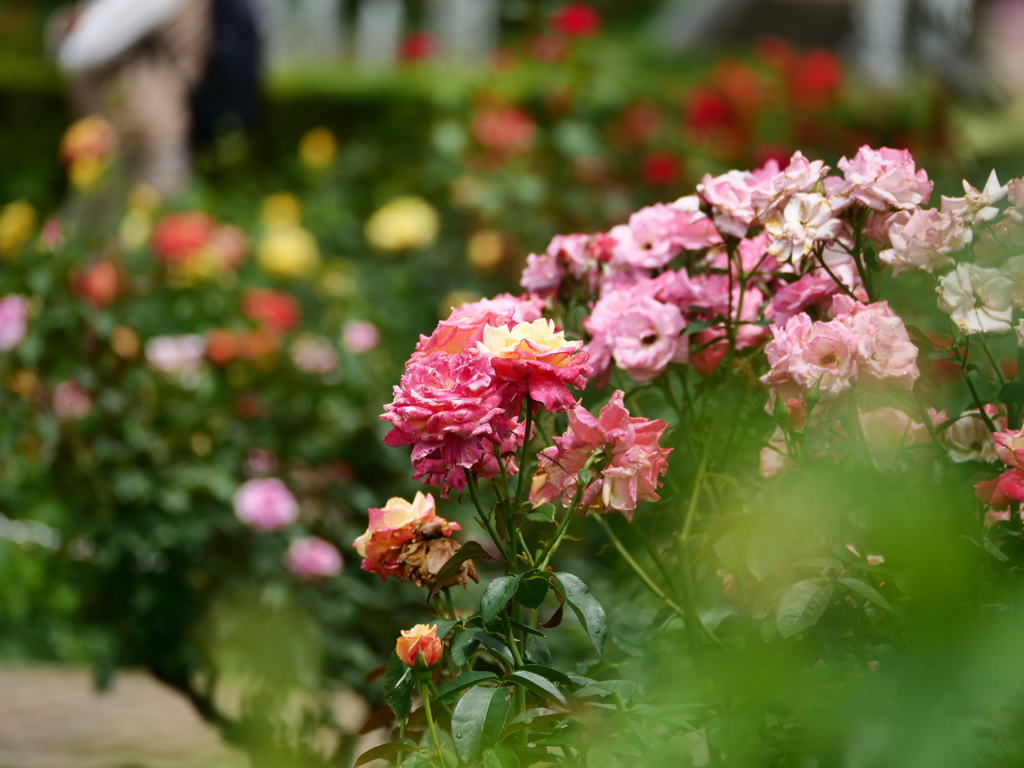 雨降る日の薔薇