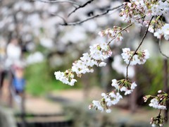 年年歳歳花相似